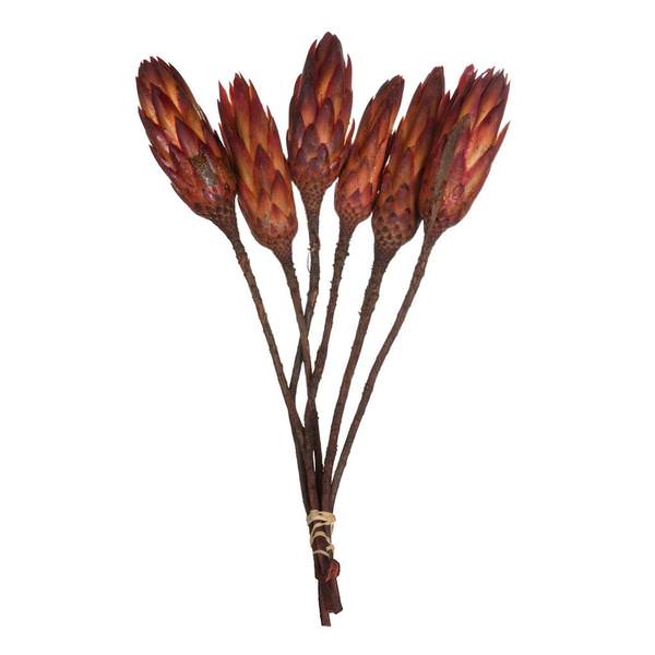14" Red Preserved Repens (6 stems)