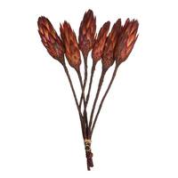 View 14" Red Preserved Repens (6 stems)