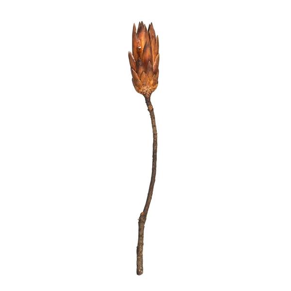 14" Mocha Latte Preserved Repens (6 pack)