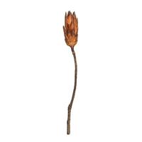 Vickerman 14" Mocha Latte Preserved Repens (6 pack)