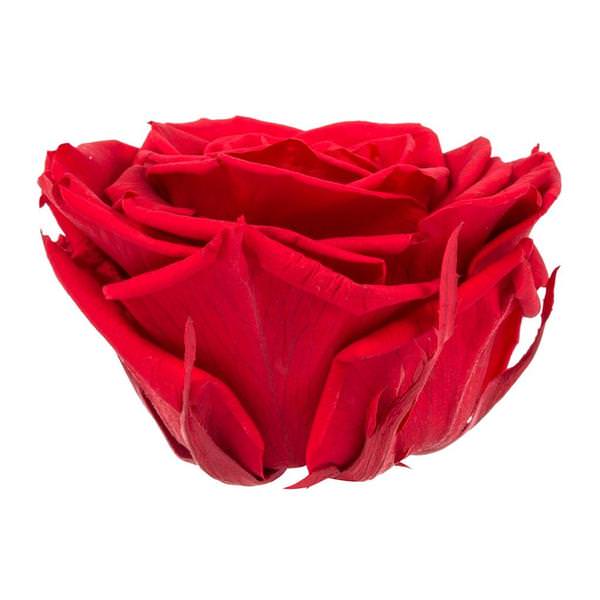 3.5"-4" Red Preserved Rose (4 pack)