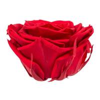 Vickerman 3.5"-4" Red Preserved Rose (4 pack)