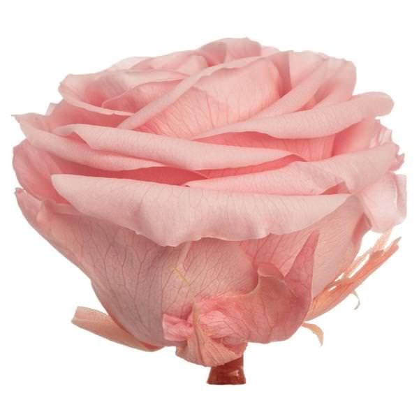 3.5"-4" Light Pink Preserved Rose (4 pack)