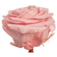 Vickerman 3.5"-4" Light Pink Preserved Rose (4 pack)