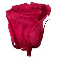Vickerman 3.5-4" Hot Pink Premium Rose Head (4 pack)
