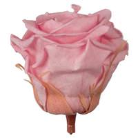 Vickerman 2.5"-3" Light Pink Preserved Rose (6 pack)