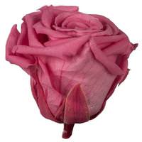 Vickerman 2.5"-3" New York Pink Preserved Rose (6 pack)