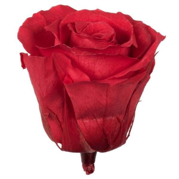 2.5"-3" Coral Preserved Rose (6 pack)