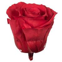 Vickerman 2.5"-3" Coral Preserved Rose (6 pack)