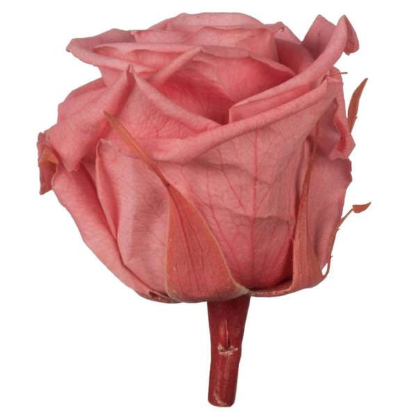 2.5"-3" Pink Opal Preserved Rose (6 pack)