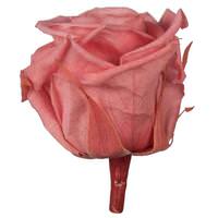 Vickerman 2.5"-3" Pink Opal Preserved Rose (6 pack)