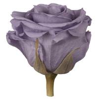 Vickerman 2.5"-3" Lilac Preserved Rose (6 pack)