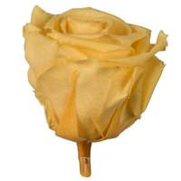 Vickerman 2.5"-3" Yellow Preserved Rose (6 pack)