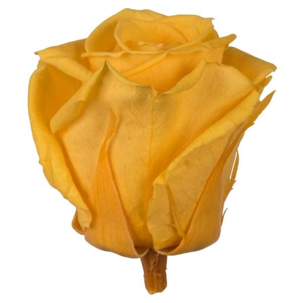2.5"-3" Golden Yellow Preserved Rose (6 pack)