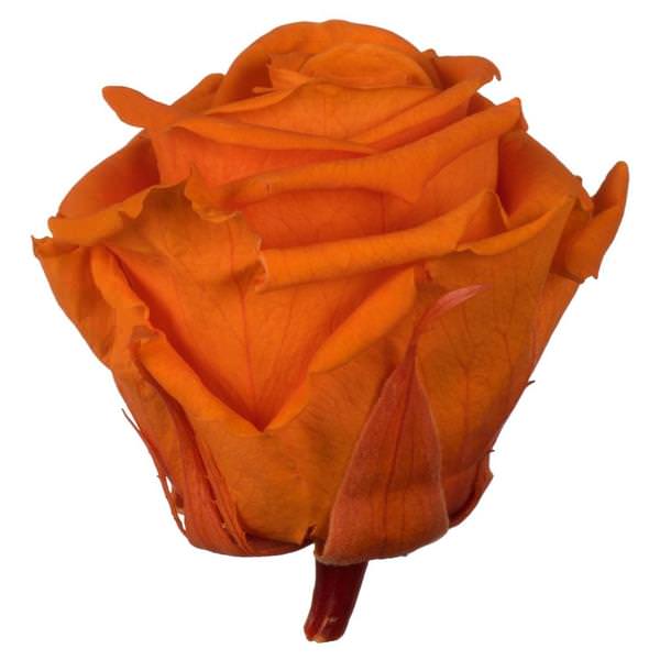 2.5"-3" Millennium Orange Preserved Rose (6 pack)