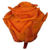 Vickerman 2.5"-3" Millennium Orange Preserved Rose (6 pack)