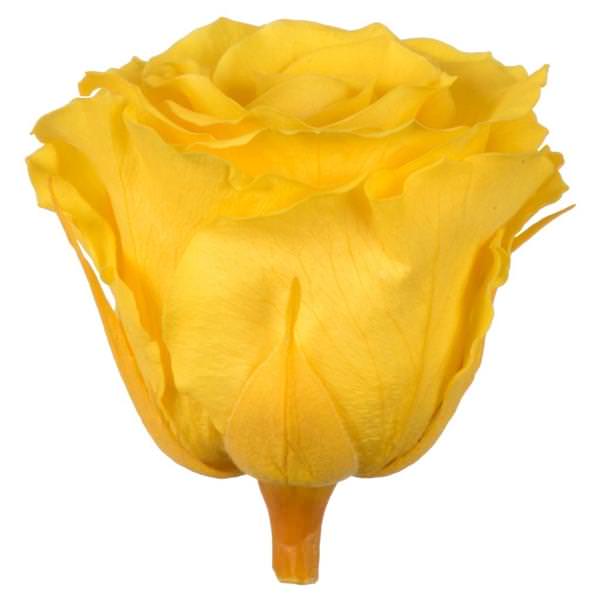 2.5"-3" Bright Yellow Preserved Rose (6 pack)