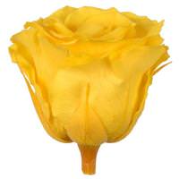 Vickerman 2.5"-3" Bright Yellow Preserved Rose (6 pack)