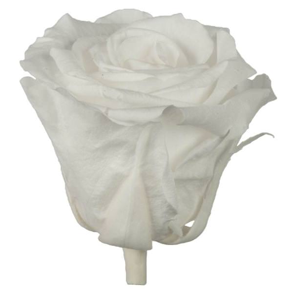 2.5"-3" White Preserved Rose (6 pack)