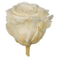 Vickerman 2.5"-3" Champagne Preserved Rose (6 pack)