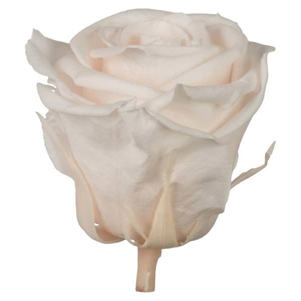 2.5"-3" Blush Pink Preserved Rose (6 pack)