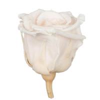 Dried and Preserved Flowers