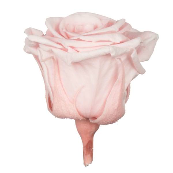 1" Blush Pink Preserved Rose (15 pack)