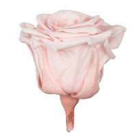 Vickerman 1" Blush Pink Preserved Rose (15 pack)