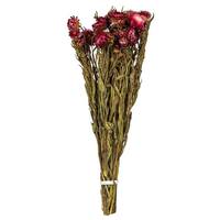 Vickerman 12"-14" 3oz Merlot Dried Straw Flowers Bundle