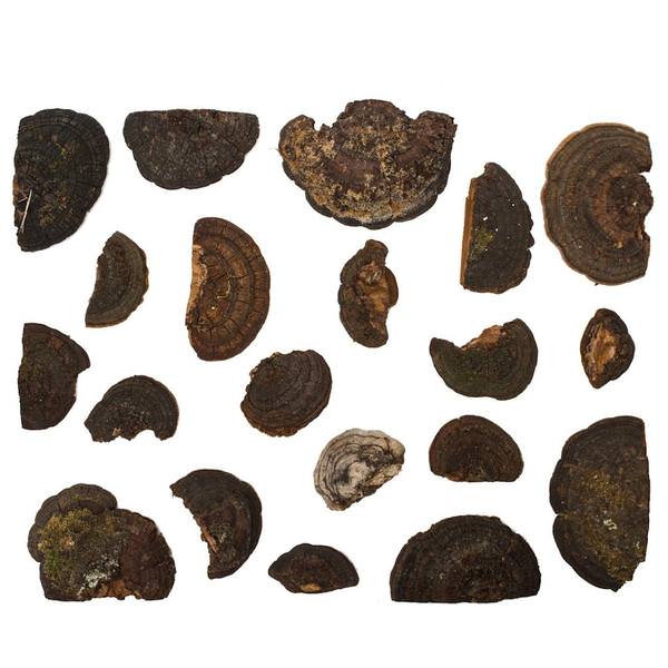 4-8" Shelf Mushroom (20 pack)