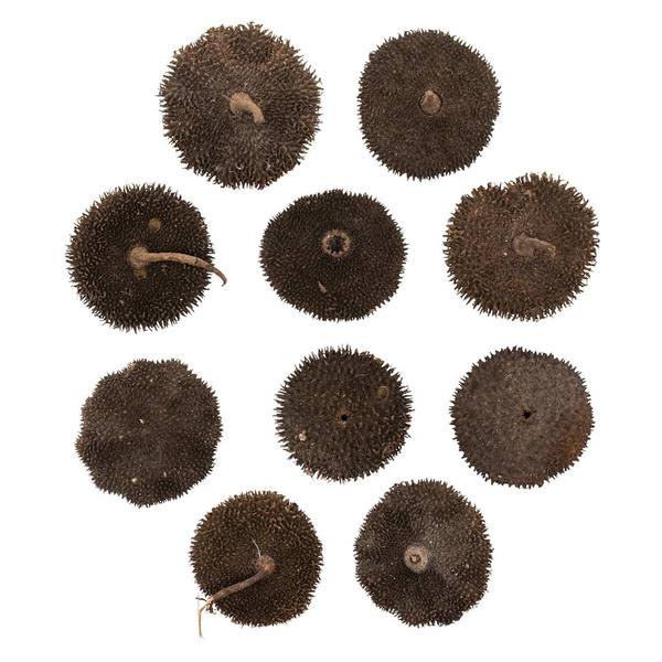 1.5"-2" Spiny Discs (10 pack)