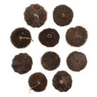 Vickerman 1.5"-2" Spiny Discs (10 pack)