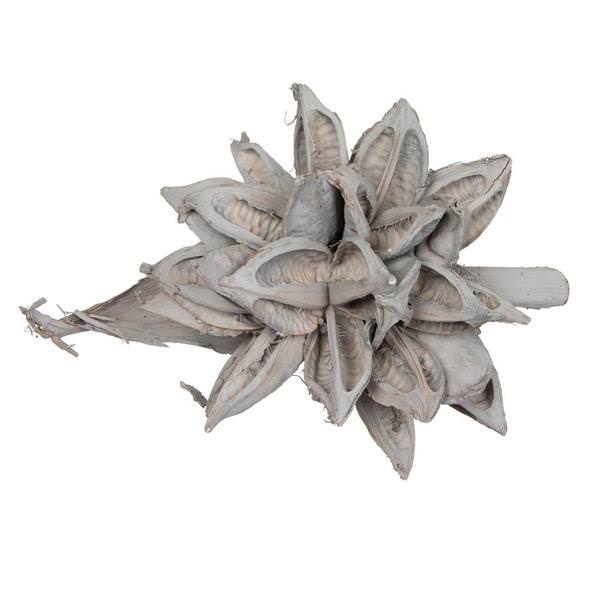 12-16" Grey Wash Preserved Star Pod