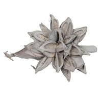 Vickerman 12-16" Grey Wash Preserved Star Pod