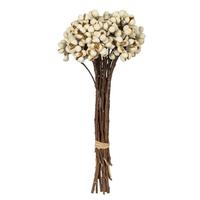 Vickerman 11" Natural Preserved Tallow Berry