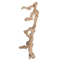 Vickerman 24" Sand Blasted Preserved Grapewood Branch