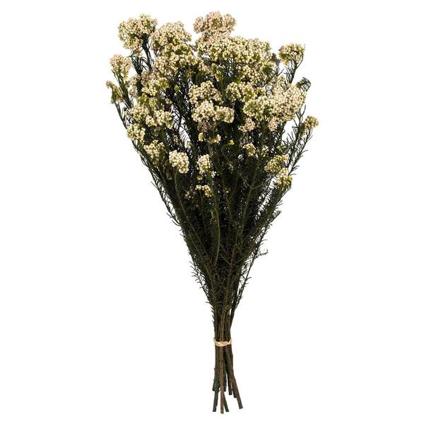 16"-23" 4-5oz Natural Blush Preserved Rice Flowers