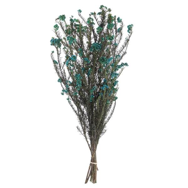 16"-23" Blue Preserved Rice Flower