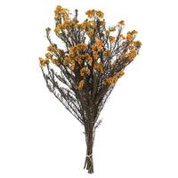 Vickerman 16"-23" 8oz Aspen Gold Preserved Rice Flower