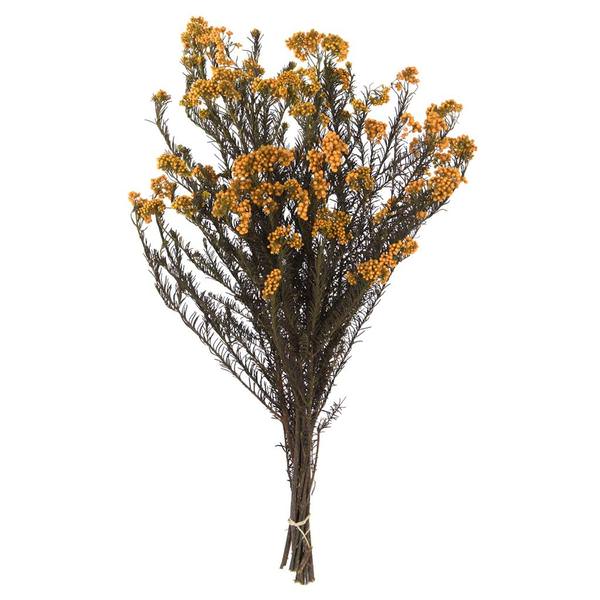 16"-23" 8oz Autumn Preserved Rice Flower
