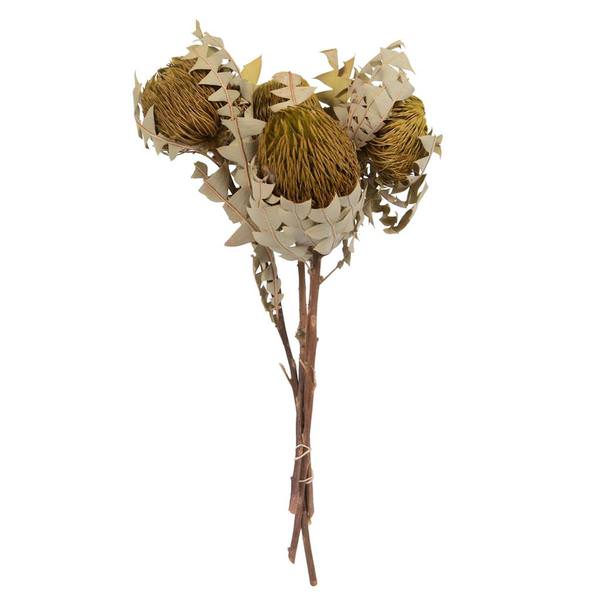 Basil Banksia Baxteri (4 Stem Pack)