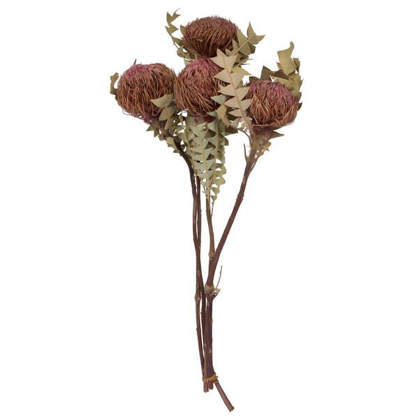 Erika Pink Banksia Baxteri (4 Stem Pack)