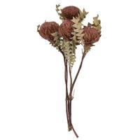 Vickerman Erika Pink Banksia Baxteri (4 Stem Pack)