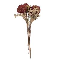 Vickerman Bordeaux Red Banksia Baxteri (4 Stem Pack)