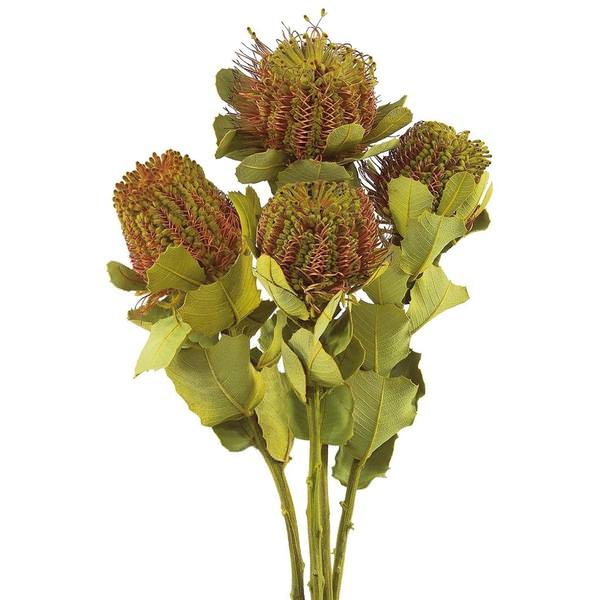 14"-16" Basil Preserved Banksia Coccinea (4 stems in a bunch)