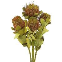 View 14"-16" Basil Preserved Banksia Coccinea (4 stems in a bunch)