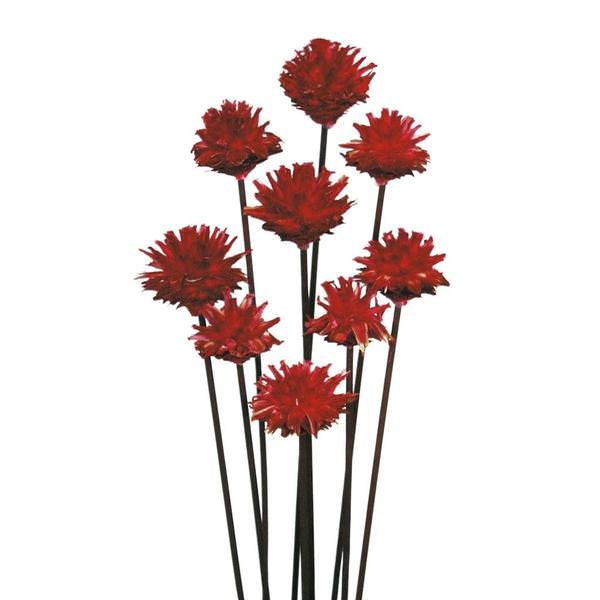 20" Red Plumosum Heads (9 Pack)