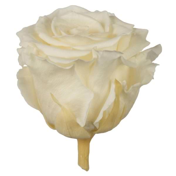 2.5"-3" Champagne Preserved Rose (48 pack)