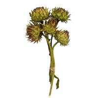Vickerman 12"-14" Basil Dried Artichoke (5 stems in a bundle)