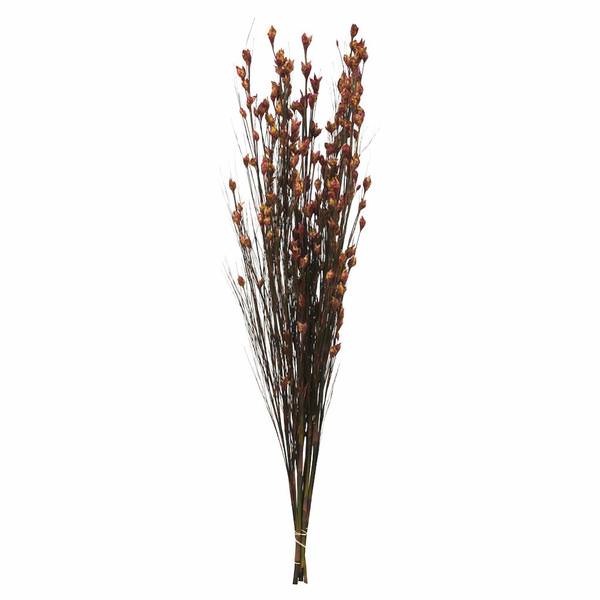 36"-40" 8-9oz Merlot Preserved Bell Grass with Seed Pods Bundle